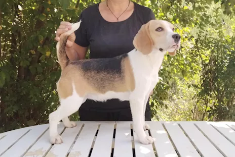 Beagle femmina 13 mesi taglia piccola - Anteprima 1