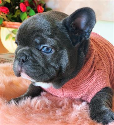 Bulldog francese esotici