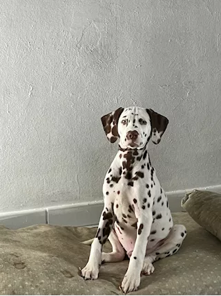 Cuccioli dalmata