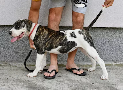 Cuccioli di Bulldog americano