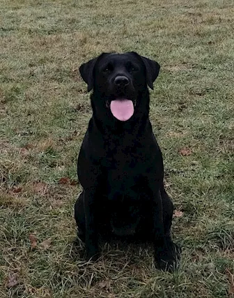 Oakenheart Allevamento Labrador