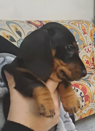 Cucciola bassotto pelo corto