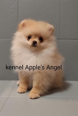 Cuccioli di Spitz tedesco/volpino