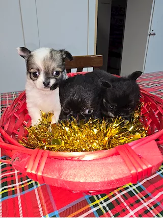Chihuahua pelo lungo