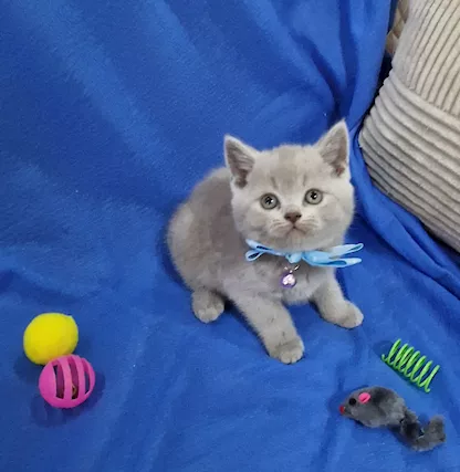 Scottish fold e straight - Foto 5