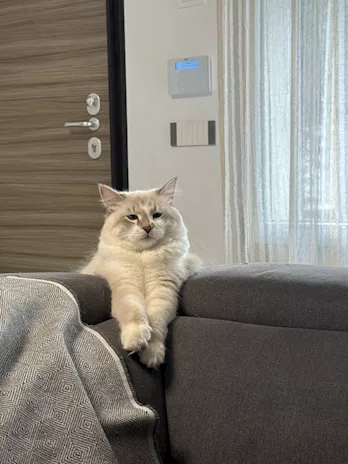 Maschio siberiano smoke Milano