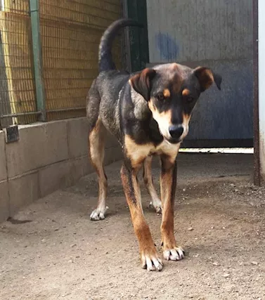 Acero cagnolotto mix Rott