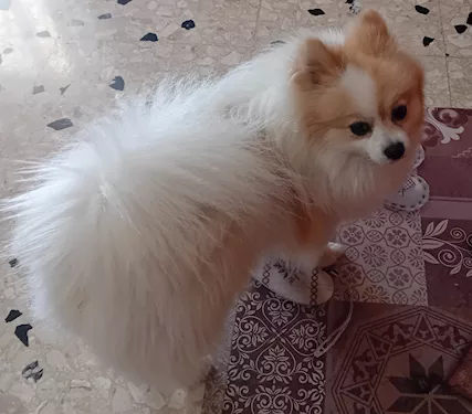 Spitz tedesco piccolo - Foto 2