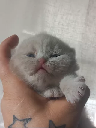 British Shorthair