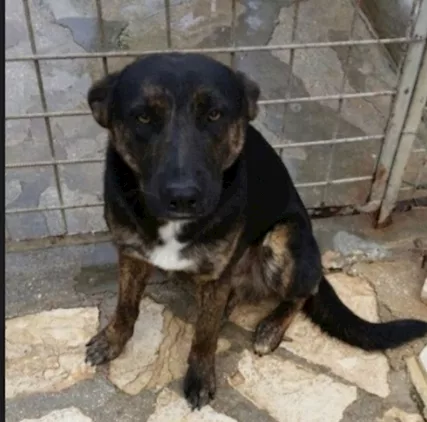 Elvis 5 anni tg media troverà mai casa MILANO