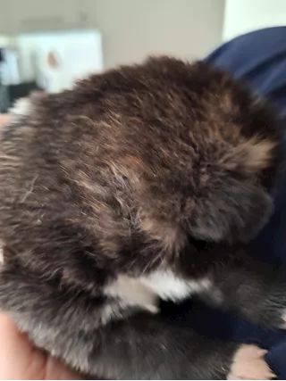 Akita Inu