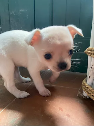 Cuccioli di chihuahua puri, prezzo trattabile - Foto 5