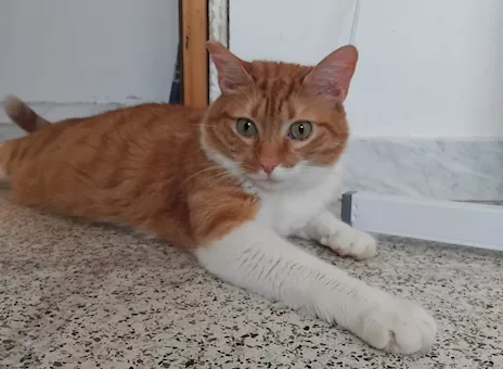Ciccio, meraviglioso gattone - Anteprima 2
