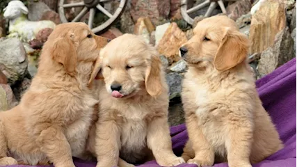 Cuccioli di Golden Retriver in vendita