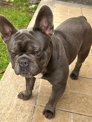 Bulldogue Francese Blue offresi per accoppiamento