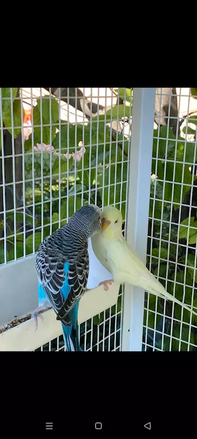 Coppia cocorite riproduttiva PREZZO TRATTABILE