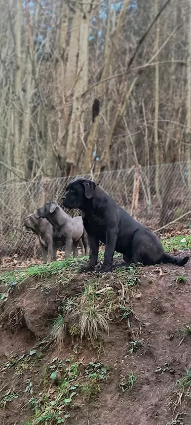 Foto 6Cane Corso cuccioli, taglia xxl, genitori visibili