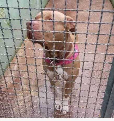 Pitbull Red Nose 5 anni non trova pace Napoli