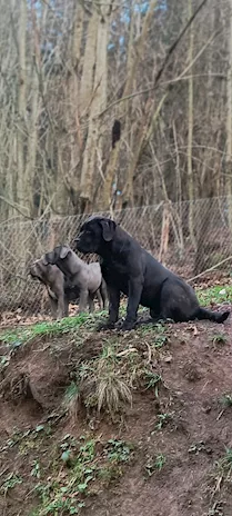 Cane Corso cuccioli, taglia xxl, genitori visibili - Anteprima 6