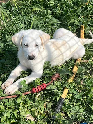Cuccioli maschi 2 mesi e mezzo mix Labrador - Foto 3