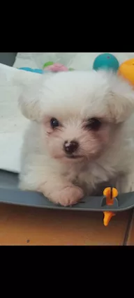Maltese Toy