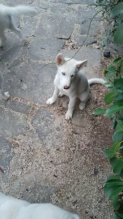 Cucciolo femmina Siberian Razza husky - Foto 3