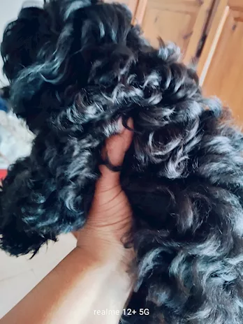 Maltese barboncino / maltipoo