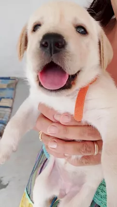 Cuccioli labrador