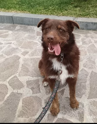 Ciro 2 anni manto nocciola occhi ambra buon carattere