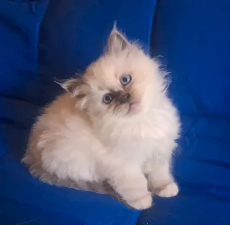 Splendida cucciola Sacro di Birmania blue point