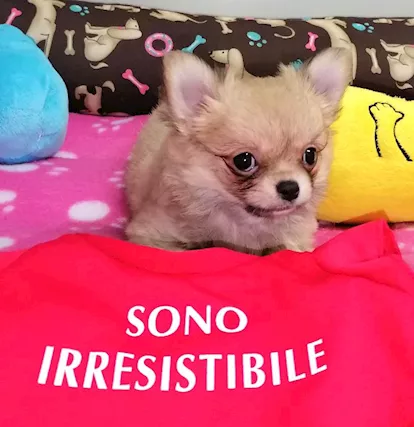 CHIHUAHUA FEMMINA