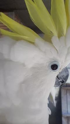 Maschio di cacatua galerita triton