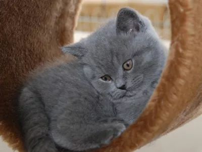 Bellissimi gattini British Shorthair disponibili