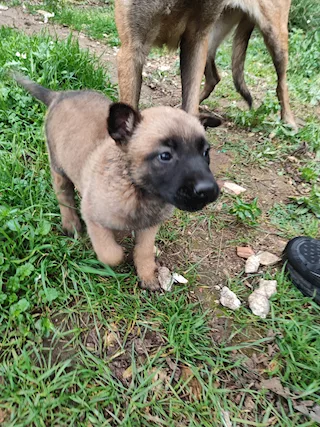 Allevamento Pastore Belga Malinois in Puglia Bari Lecce