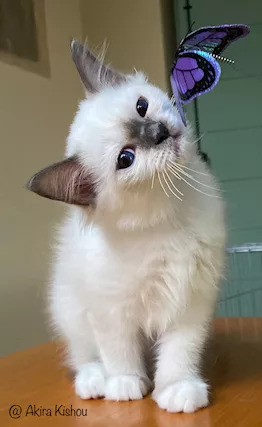 Cuccioli Sacri di Birmania