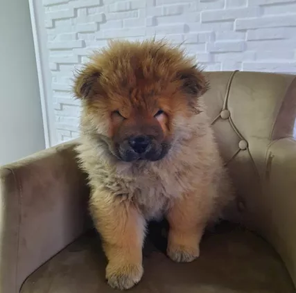 Chow Chow Cuccioli - Foto 6