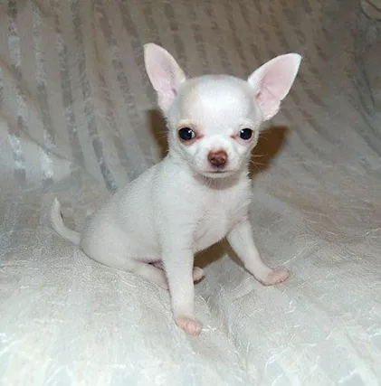 Cuccioli di Chihuahua