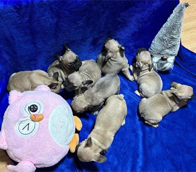 Bulldog francese cuccioli - Foto 5