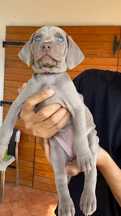 Cuccioli di Weimaraner