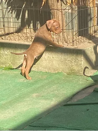 Cuccioli Razza pitbull con pedigree - Foto 3