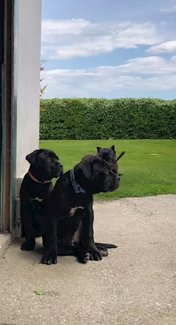 Cane corso cuccioli