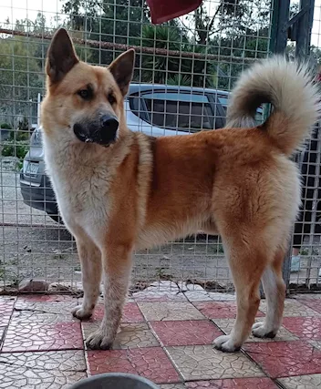 Nome: YOSHI Sesso: MASCHIO Eta: 1 - Foto 5