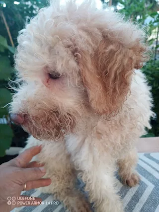 Lagotto Romagnolo