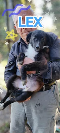 Lex cucciola di sei mesi taglia contenuta