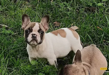 Cuccioli di Razza bulldog francese con pedigree ENCI - Foto 6