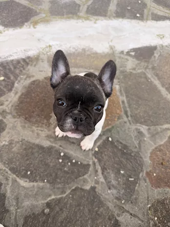 Femmina Bulldog Francese