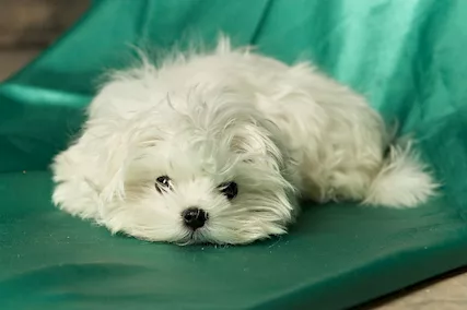 Cuccioli Razza Maltese - Foto 6