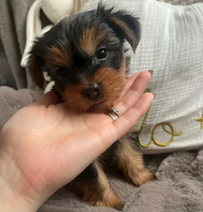 Cuccioli di Razza Yorkshire Terrier - Foto 2