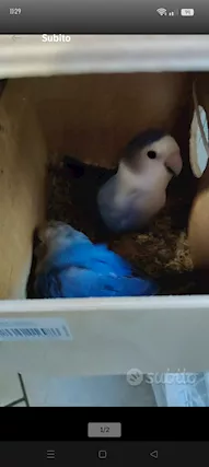 Coppie pappagalli inseparabili - Foto 4