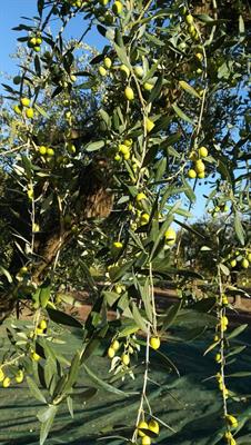 Olive da olio